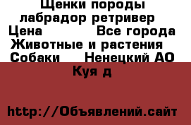 Щенки породы лабрадор ретривер › Цена ­ 8 000 - Все города Животные и растения » Собаки   . Ненецкий АО,Куя д.